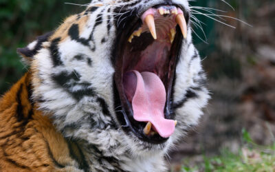Tierpark Gotha