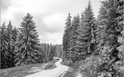 Winter Wald Tour
