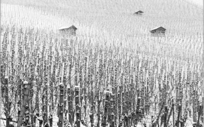 Winter Wein Tour