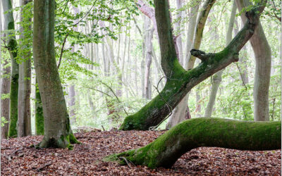 Darßwald