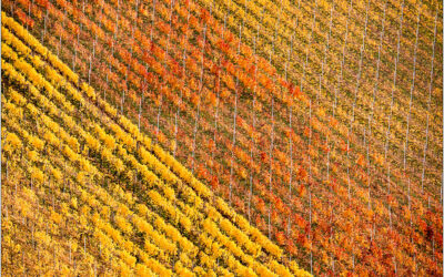 Herbst Wein Tour