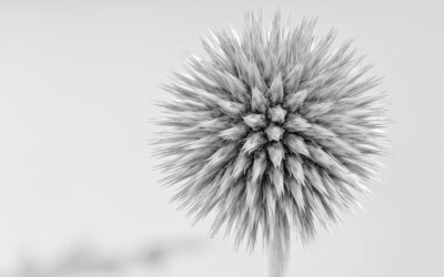 Monochrom – Pflanzen